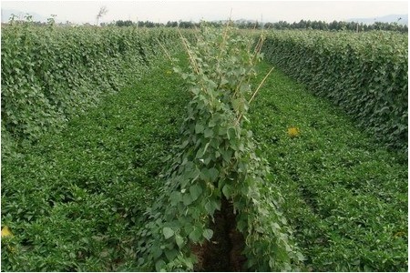 如何提高土地利用率—棉田套種馬鈴薯技術(shù) ()