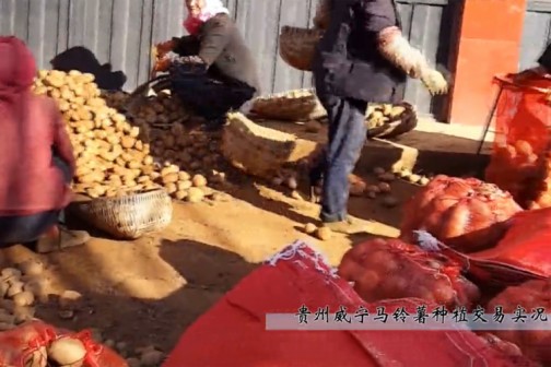 貴州威寧馬鈴薯采挖交易實(shí)錄 ()