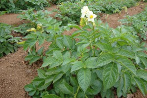 圍場(chǎng)蒙古族自治縣軍豐馬鈴薯種植專業(yè)合作社 ()