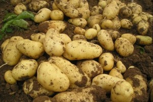 山東壽光市德恩蔬菜專(zhuān)業(yè)合作社 ()