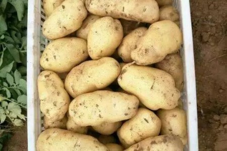 山東荷蘭十五土豆產地批發(fā) 大棚陸地鮮貨批發(fā)價格 (0)