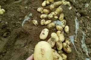 沂水縣廣輝果蔬購(gòu)銷(xiāo)中心 ()