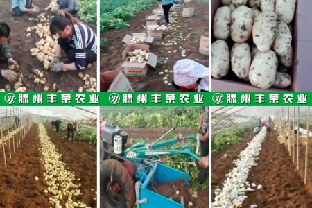 滕州豐榮農業(yè) (0)