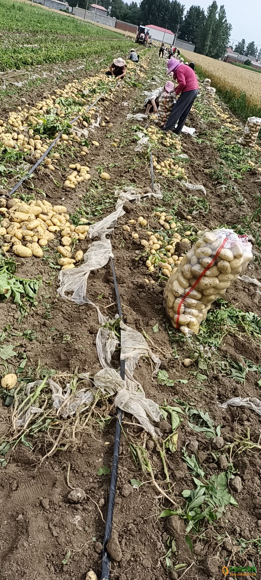 黃皮黃瓤好土豆強(qiáng)勢(shì)登陸 ()