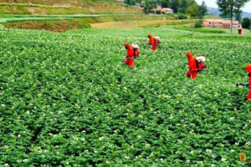 定西：持續做大做強馬鈴薯產業 ()