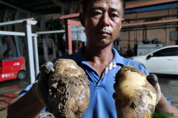 膠州：展開土豆搶收大戰 ()