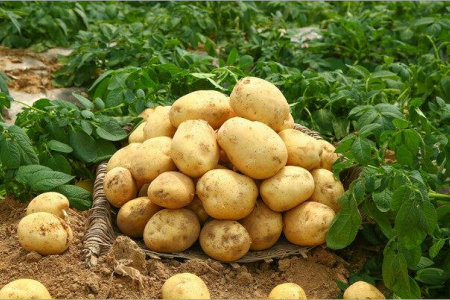 2022年6月馬鈴薯出口數據分析 ()