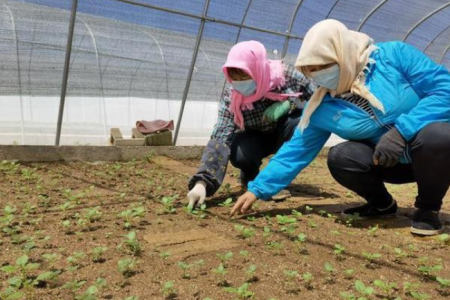 2022年7月馬鈴薯出口數據分析 ()