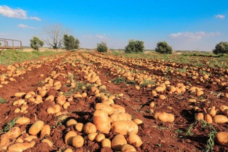 2022年10月馬鈴薯出口數據分析 ()