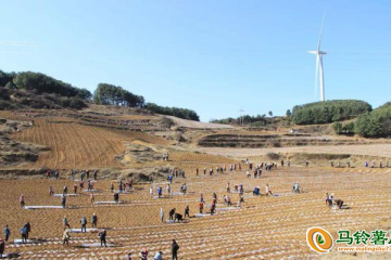 貴州威寧：馬鈴薯春耕拉開序幕 ()