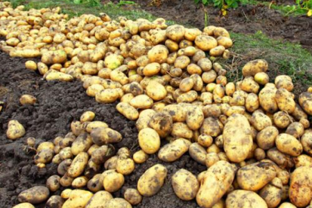 馬鈴薯年度熱點與新季方向預(yù)測 ()