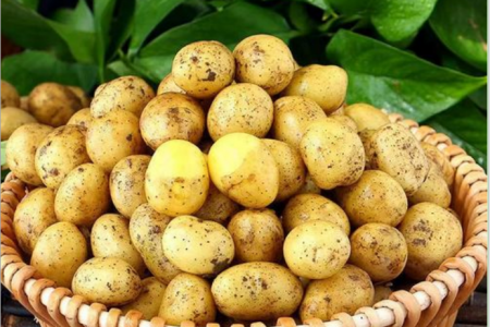 新薯高位回落 弱勢能否突破？ ()