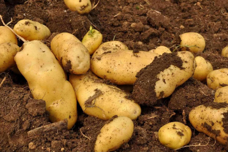 2023年3月馬鈴薯出口數據分析 ()