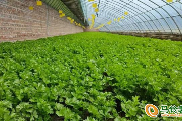 崆峒區：設施蔬菜產業換發勃勃生機 ()