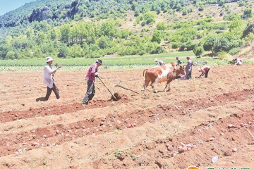 永勝縣大力發展冬早馬鈴薯產業 ()