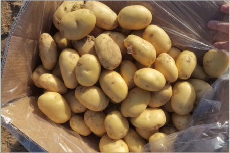 陸地薯沖擊市場 產區價格齊跌 ()