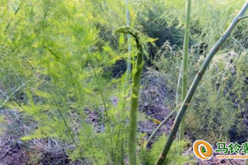 云南景東：大力發展高原特色蔬菜 ()