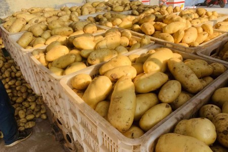 行情穩弱不快 土豆如何破局？ ()