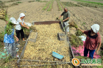 河南：2023年花生“保險+期貨”試點啟動 ()