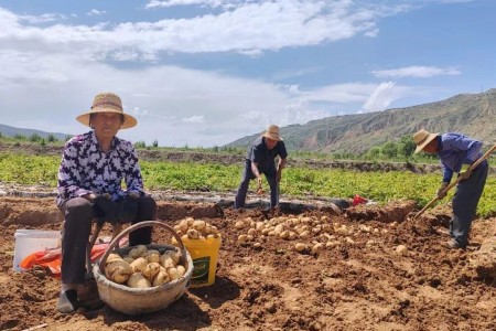 2023年7月馬鈴薯出口數據分析 ()