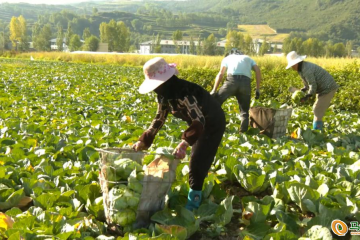 青海大通：蔬菜豐收 農戶增收 ()