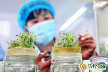 上海松江：雙節期間蔬菜供應充足 ()