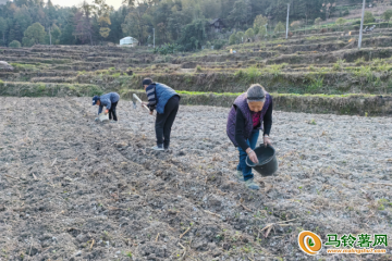 貴州鎮遠：馬鈴薯冬種進行中 ()