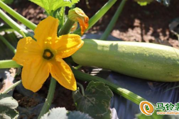 廣州：低溫過境菜價先降后升 ()