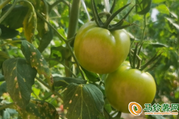 甘肅探設施蔬菜“正寧模式”助產業提質增效 ()