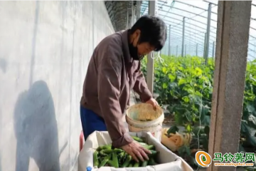 涇陽：蔬菜產業提質增效 拓寬群眾致富路 ()