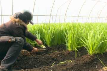 吉林安圖縣：反季蔬菜鼓起村民“錢袋子” ()