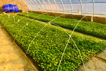 甘肅靈臺：蔬菜棚里春意濃 ()