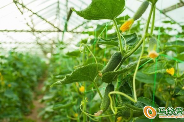 河北寬城：大棚蔬菜產業托起鄉村振興致富夢 ()