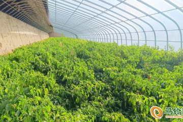 古浪：設施蔬菜豐富群眾“菜籃子” ()