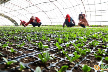甘肅高臺(tái)：人勤春來早 蔬菜育苗忙 ()