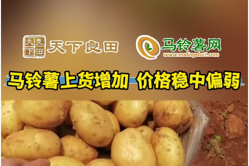 2024年4月15日山東滕州產區價格行情！ ()