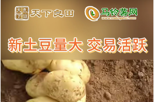 2024年4月17日山東滕州產區價格行情！ ()