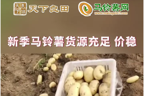 2024年4月20日山東滕州產區價格行情！ ()