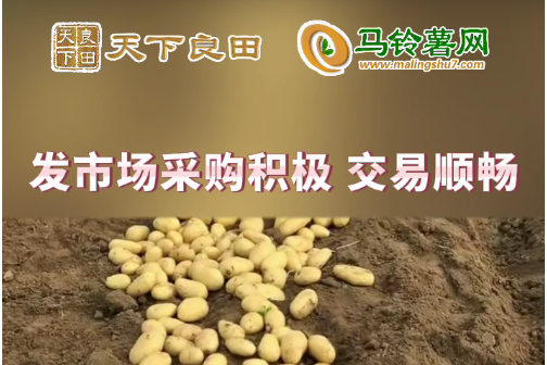 2024年4月22日山東滕州產(chǎn)區(qū)價(jià)格行情！ ()