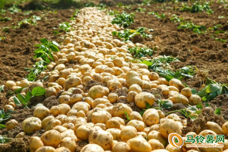 百家爭鳴，薯市將何去何從？ ()