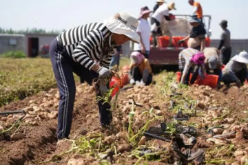 青島市：馬鈴薯畝產近7000斤 ()