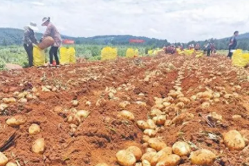 宣威早春馬鈴薯進入收獲季 ()