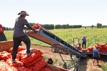 青島六汪鎮：馬鈴薯帶動村民增收致富 ()