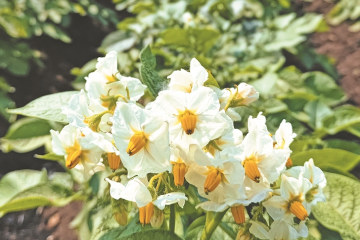 克山農場6萬畝馬鈴薯花開成海 ()