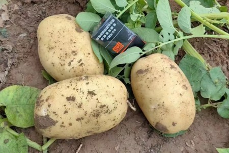 西北土豆即將上貨，價格還能穩住嗎？ ()