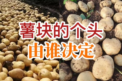 薯塊的個(gè)頭由誰決定？
