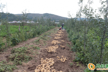 靜寧：早熟小土豆 富農金豆豆 ()
