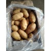 大量供應安丘荷蘭十五土豆
