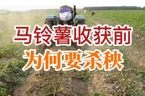 馬鈴薯收獲前為何要殺秧？