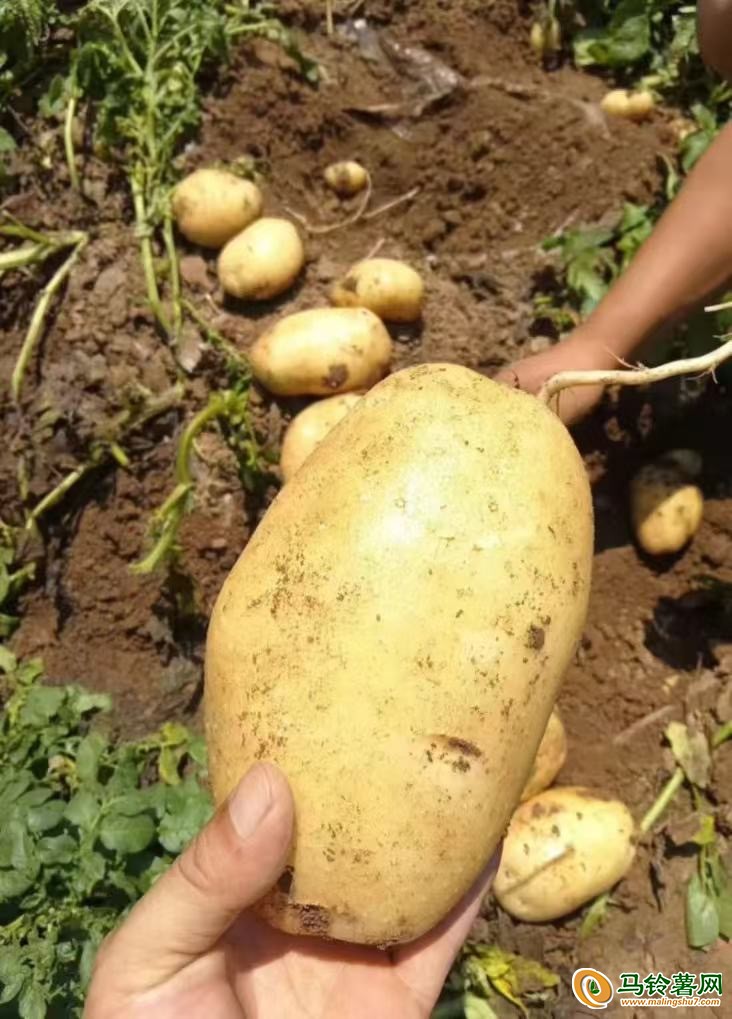 開封通許冷庫沃土、V7大量出庫 ()